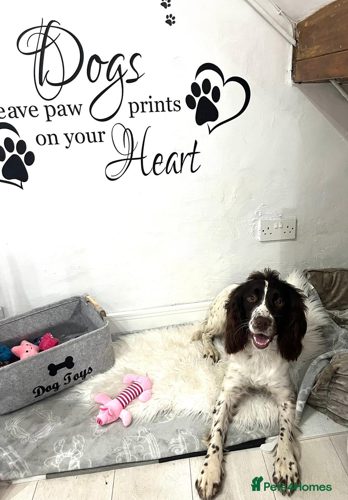 English Springer Spaniel dogs 4 year old springer spaniel  - Advert 17