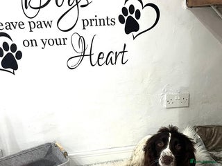 English Springer Spaniel dogs 4 year old springer spaniel - Advert 1