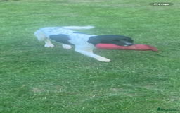 English Springer Spaniel dogs for sale: English Springer Spaniels  - Image 3