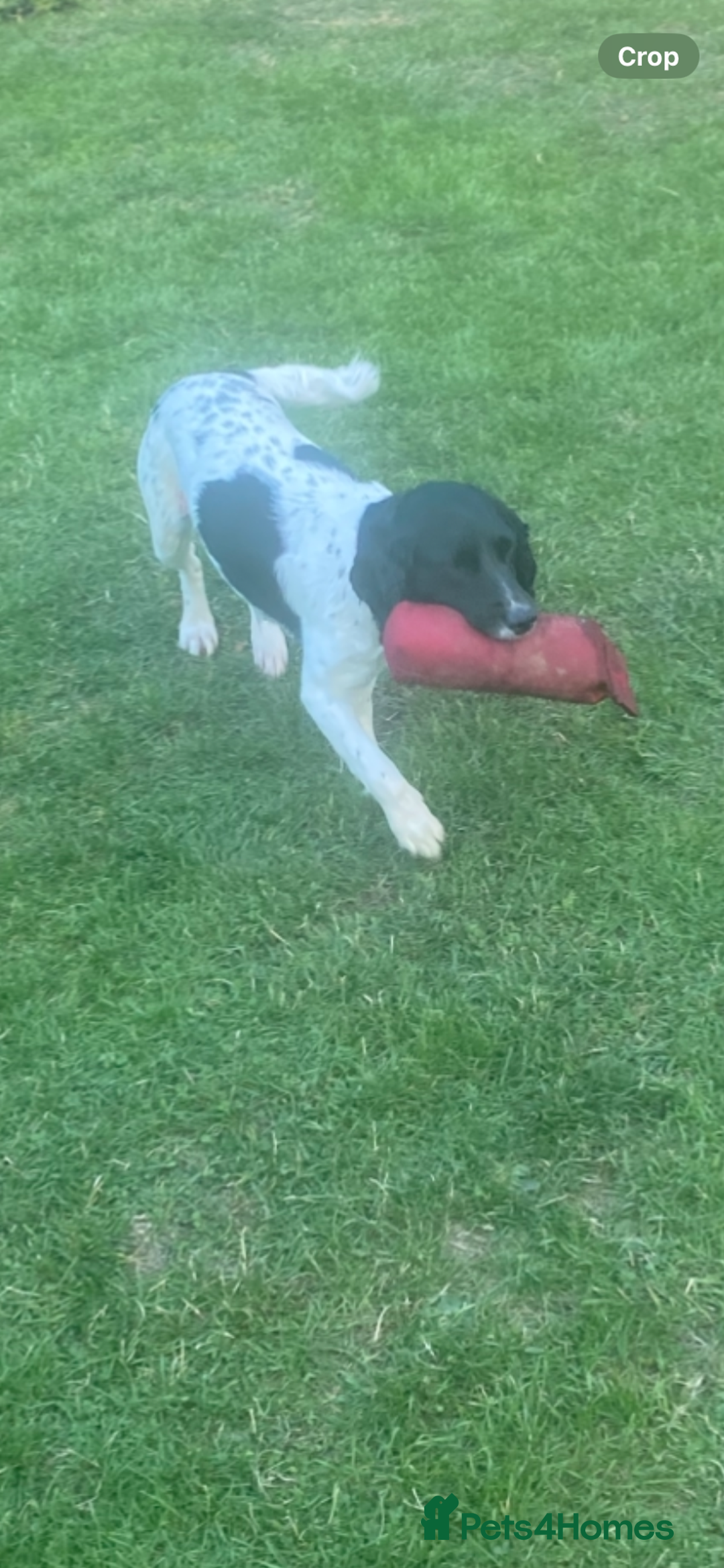 English Springer Spaniel dogs for sale: English Springer Spaniels  - Image 3