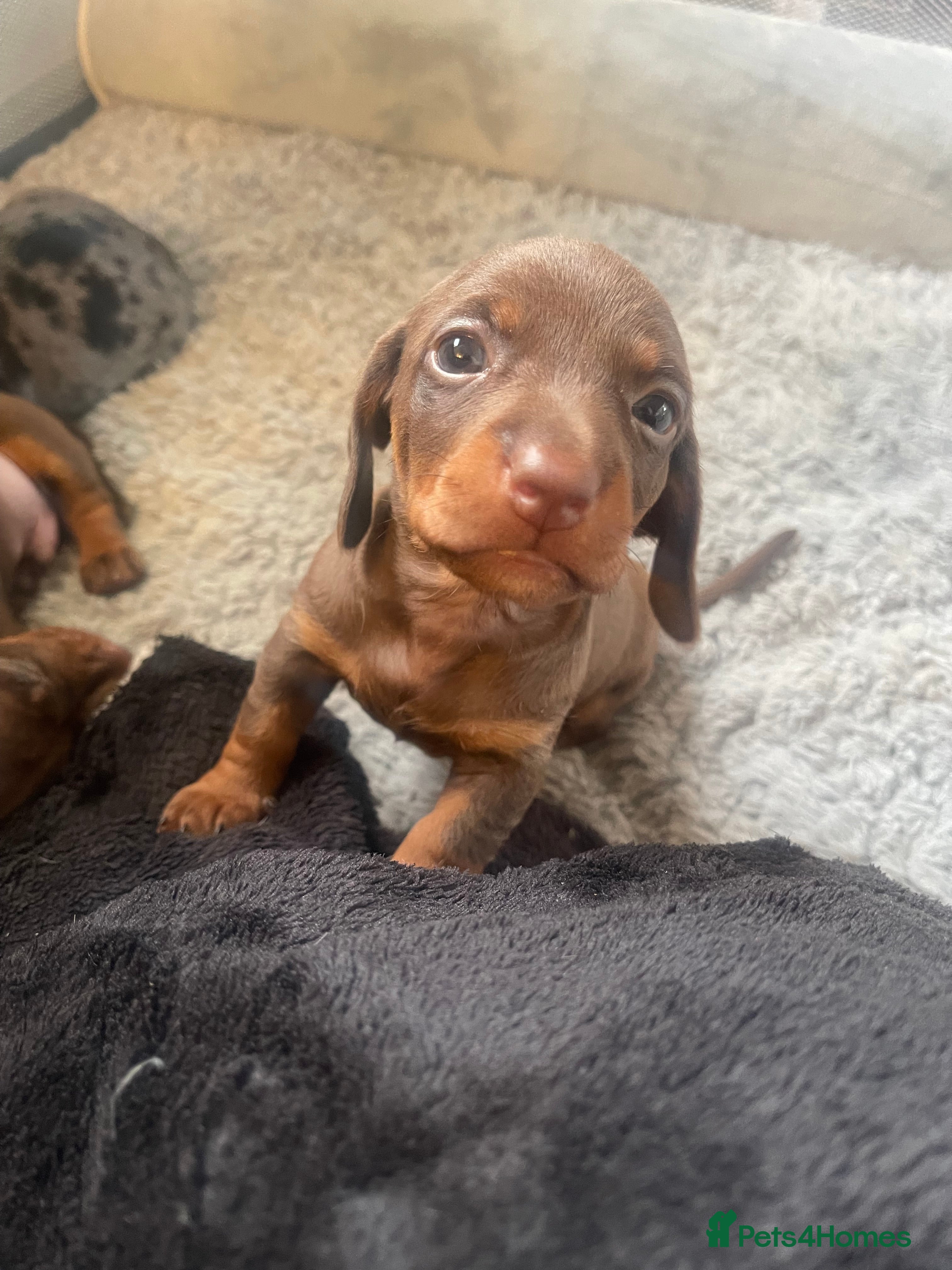 Dachshund dogs DAUCSHAUND PUPPIES - Advert 2