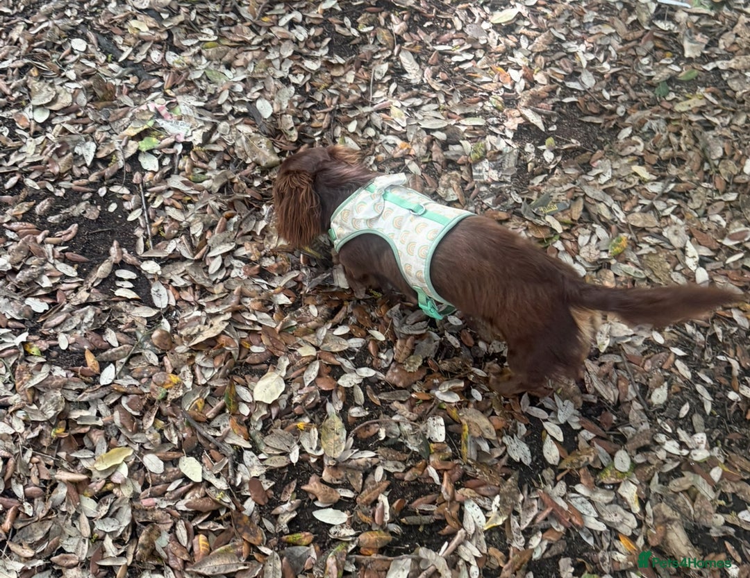 Miniature Dachshund dogs for sale: Long-haired miniature Dachshund choc/tan female  - Image 5