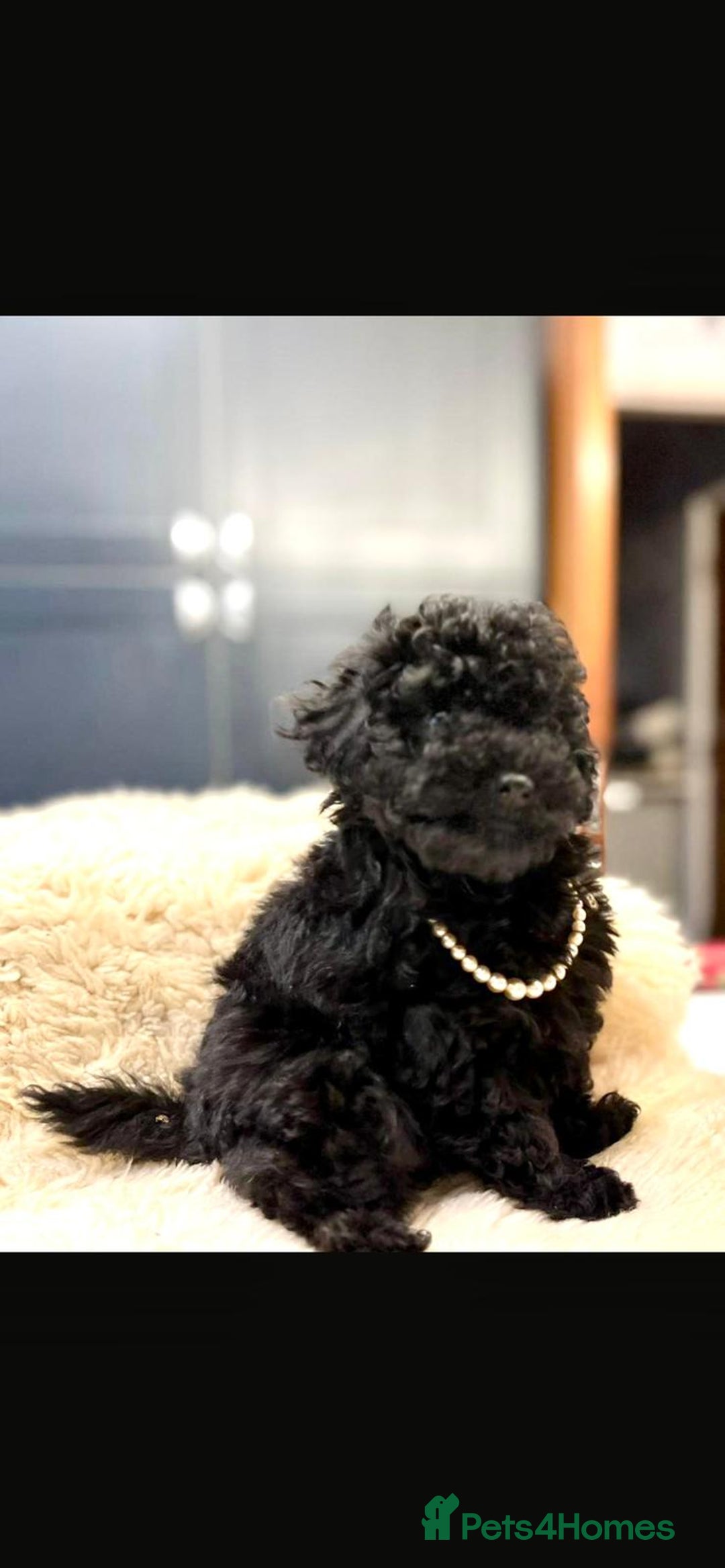 Toy Poodle dogs for sale: Quality pups from health tested parent's  - Image 2