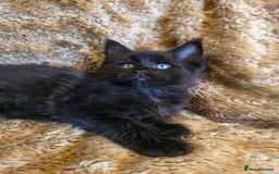 Maine Coon cats for sale: Stunning GCCF Registered Maine Coon kittens  - Image 9