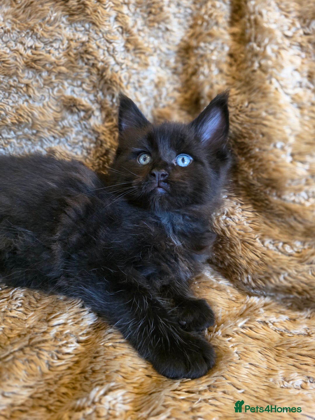 Maine Coon cats for sale: Stunning GCCF Registered Maine Coon kittens  - Image 9