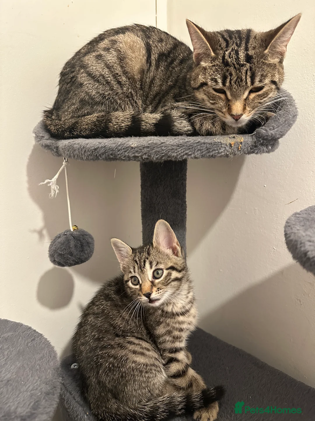 Bengal cats for sale: 2 beautiful bengal mix kittens now available !!!! in London - Advert 13