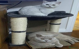 British Shorthair cats for sale: Pure breed British shorthair kittens - Image 14
