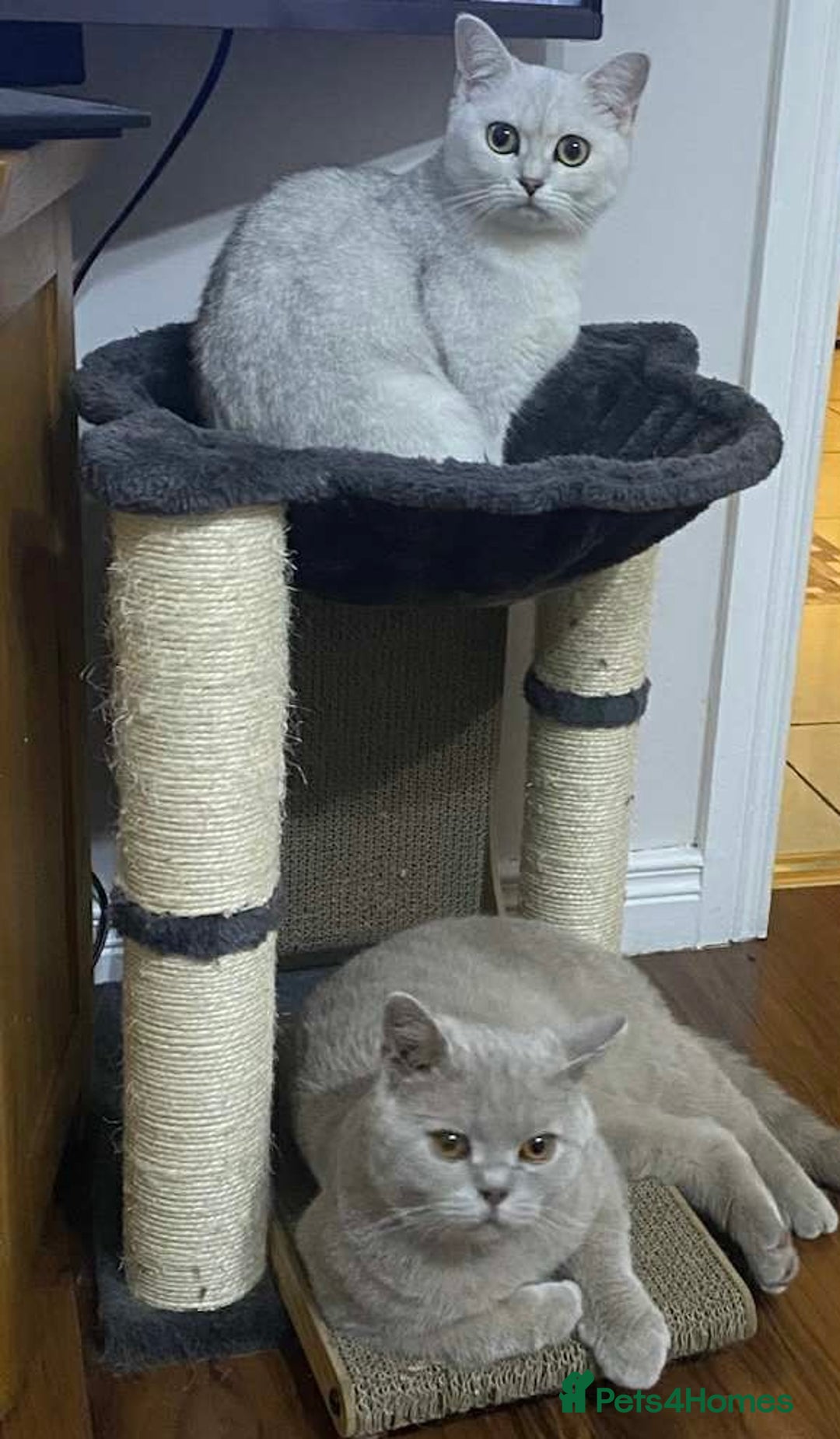 British Shorthair cats for sale: Pure breed British shorthair kittens - Image 14