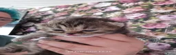 Exotic cats for sale: Persian/British Shorthaired cats - Advert 11