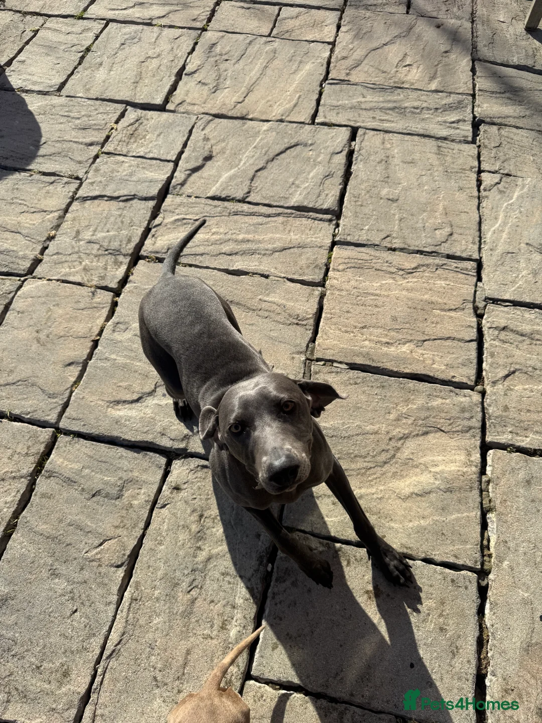 Weimaraner dogs for sale: Nala - 2 year old blue Weimaraner in Burton-on-Trent - Advert 4