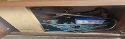Cichlids fish for sale: 6ft tank and cichlids  - Advert 8