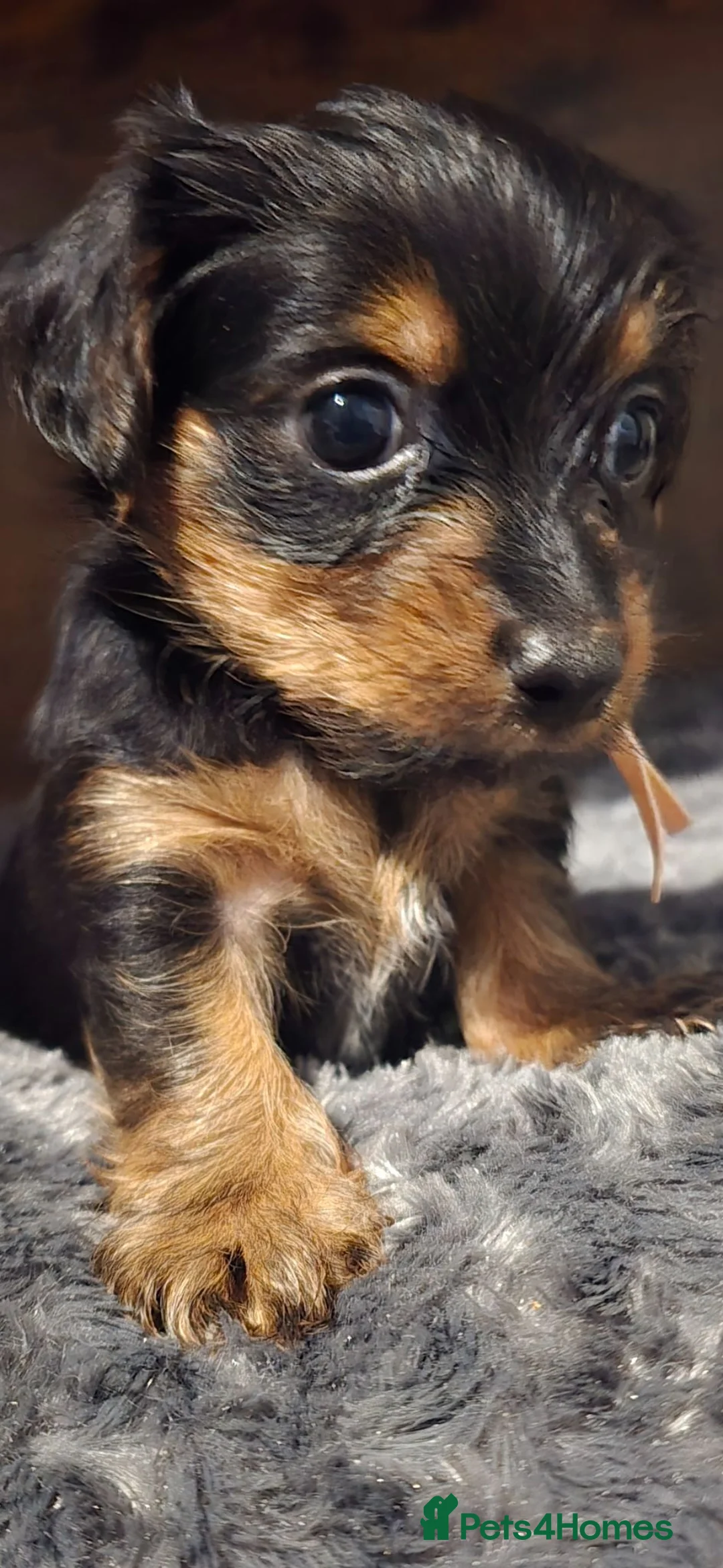 Yorkshire Terrier dogs for sale: Yorkshire Terrier pups ready 24th June  - Advert 1