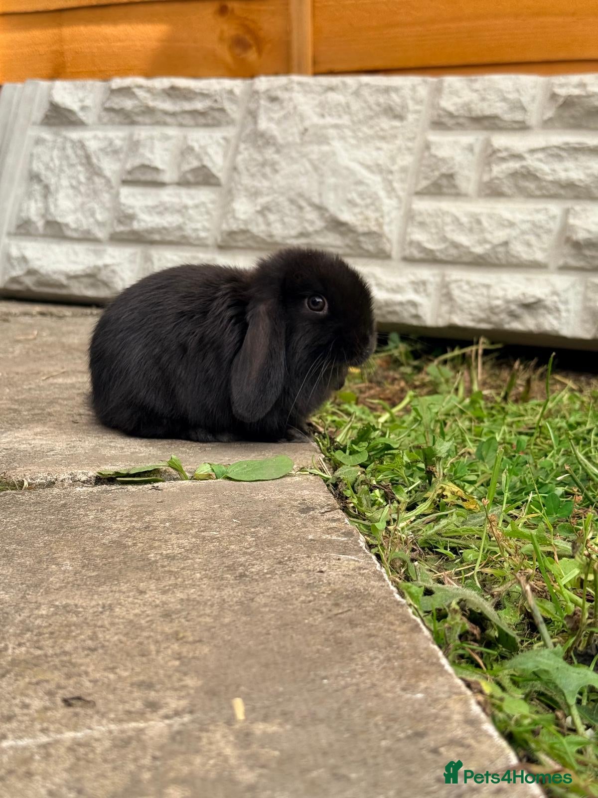 Mini Lion Lop rabbits Stunning Mini LionLops for Sale  - Advert 22