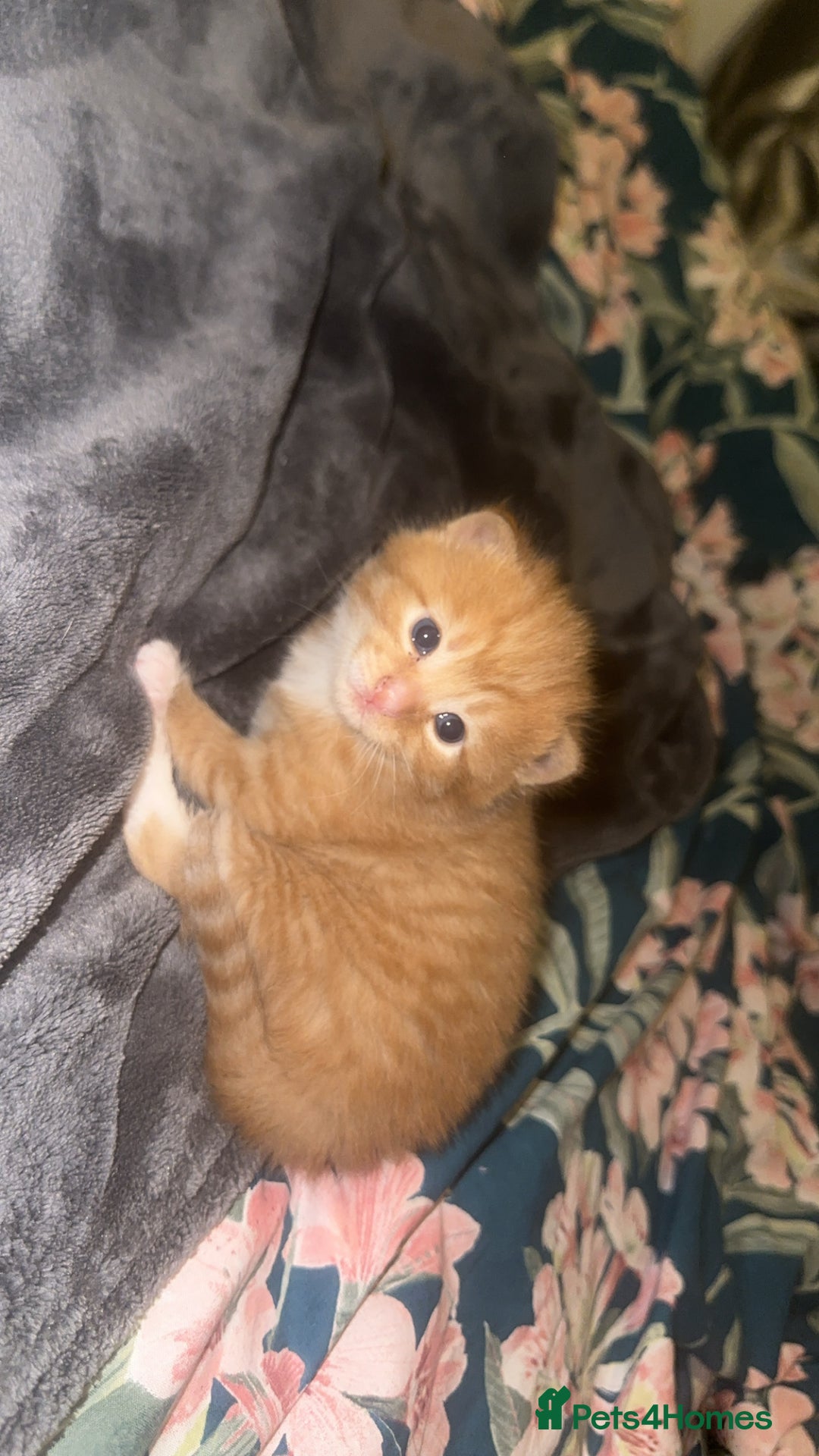Domestic Shorthair cats for sale: Beautiful kittens - Image 11