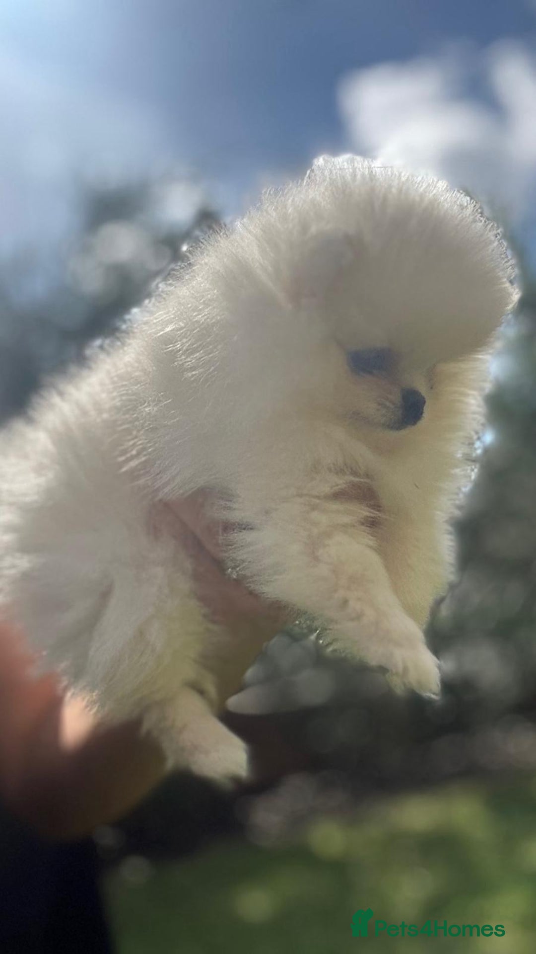 Pomeranian dogs for sale: Quality girl ready now PRINCESS 💕 - Image 25