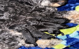 Cockapoo dogs for sale: F2 cockapoo puppies  - Image 17