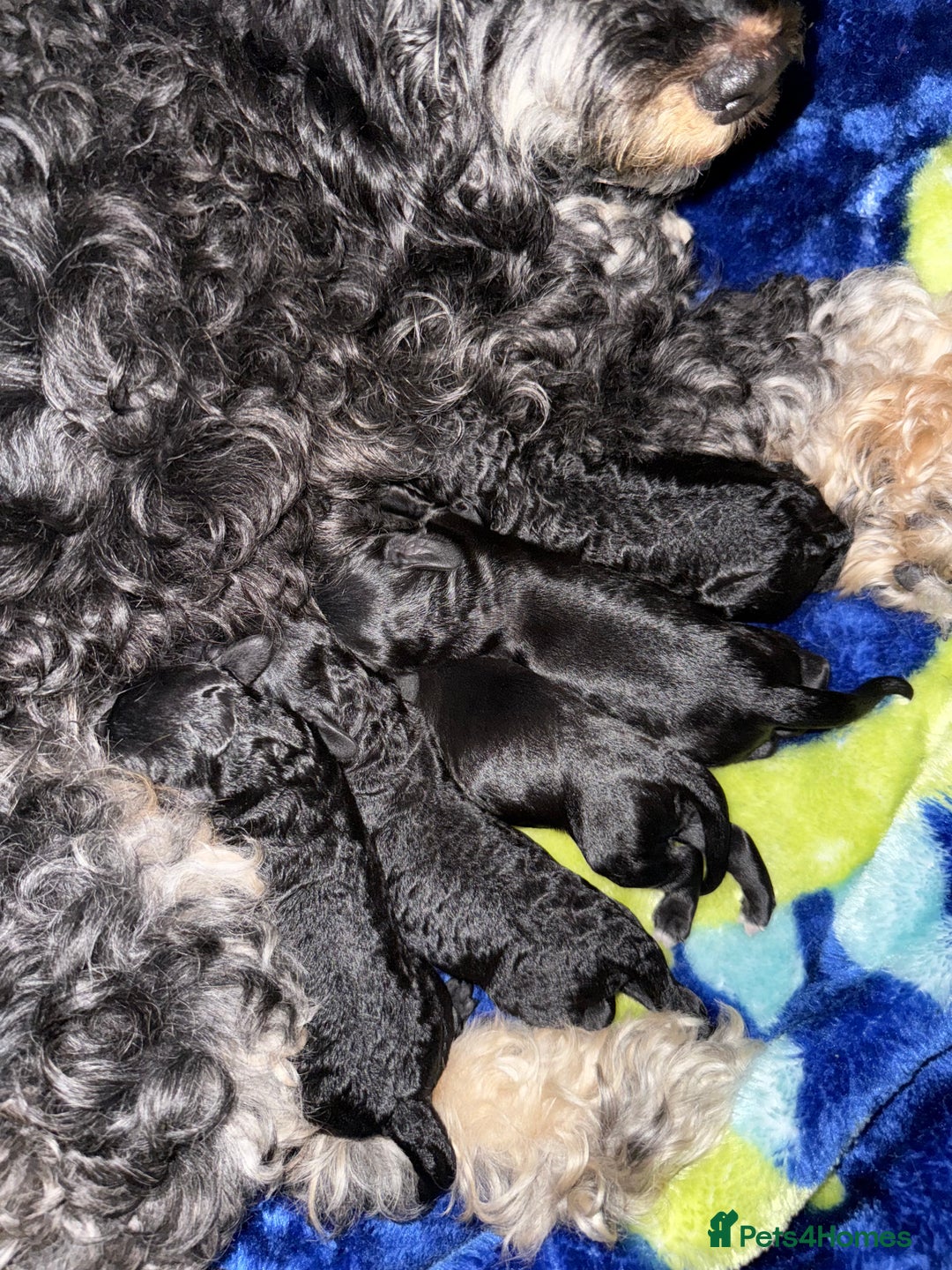 Cockapoo dogs for sale: F2 cockapoo puppies  - Image 17
