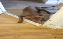 Mixed Breed dogs for sale: Handsome Ceaser 9months old - Image 10