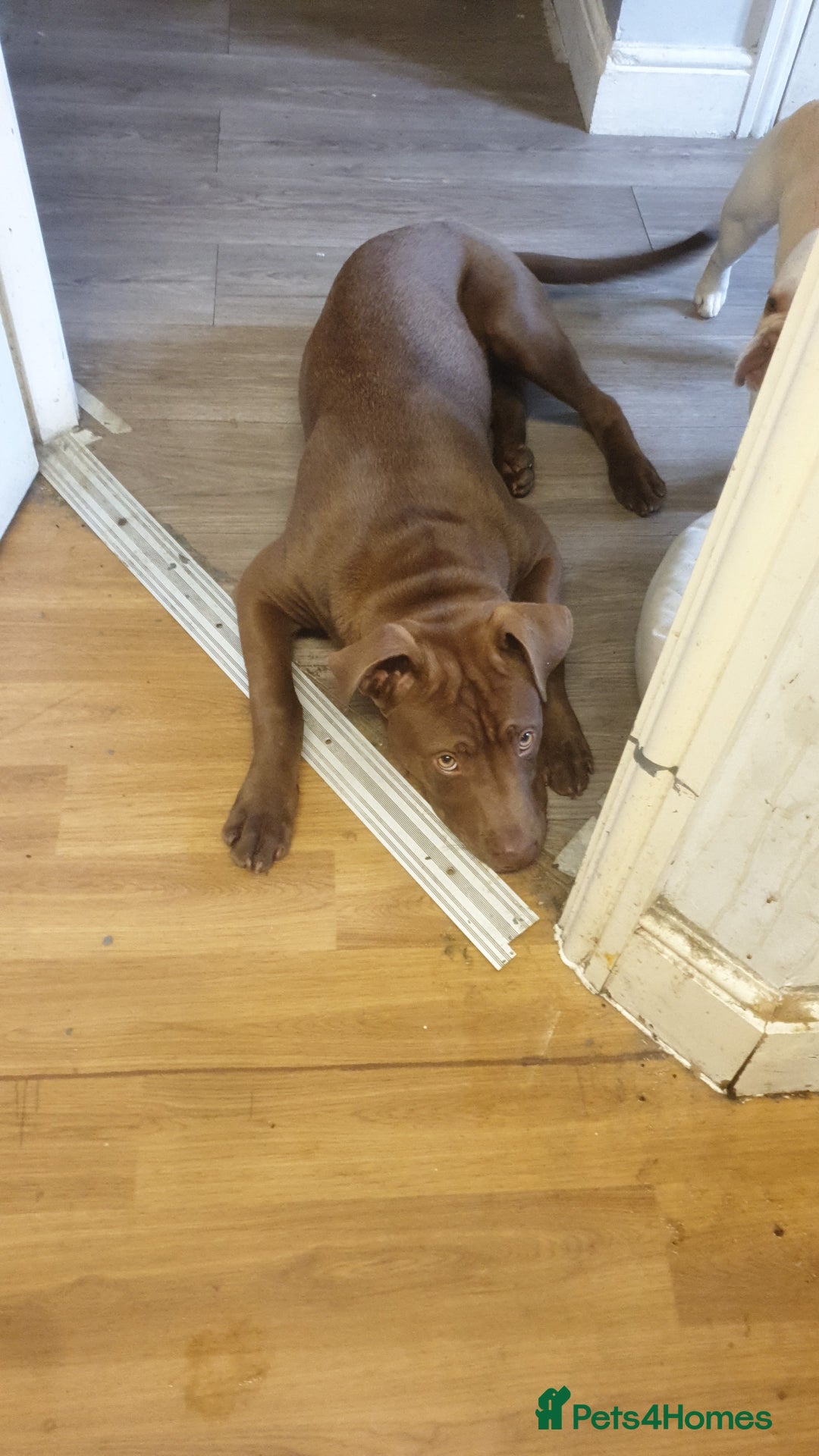 Mixed Breed dogs for sale: Handsome Ceaser 9months old - Image 10