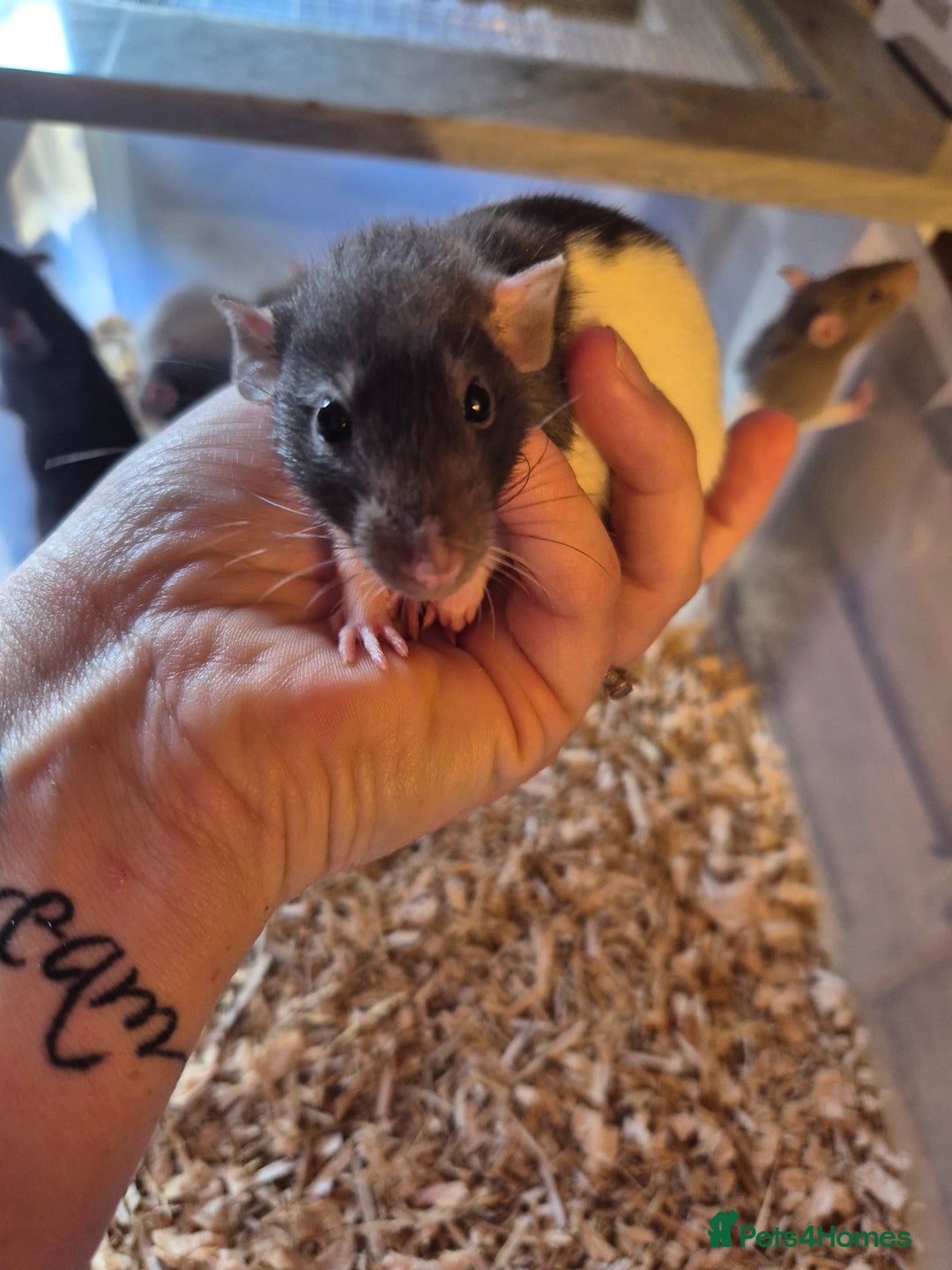 Rat rodents for sale:  top eared baby rats  - Image 9
