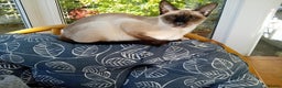 Siamese cats for sale: Traditional seal point boy kitten - Advert 14