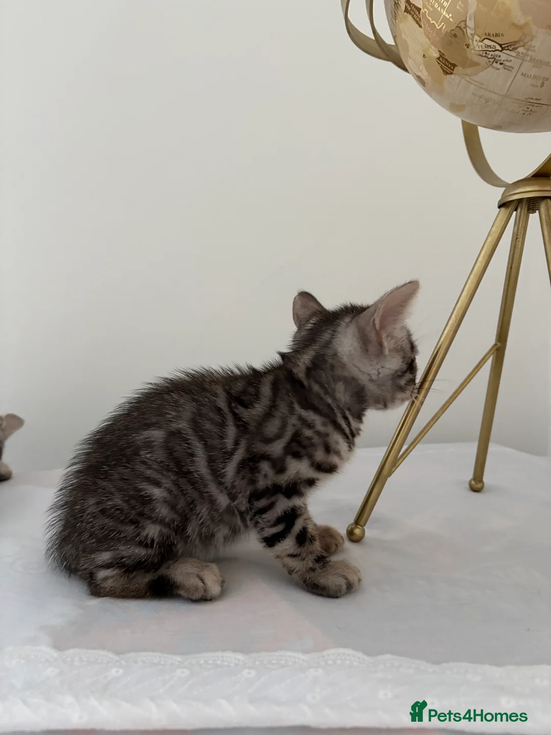 Bengal cats for sale: Adorable Bengal Babies Looking for Forever Homes - Advert 2