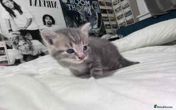 Mixed Breed cats for sale: Kittens for sale - Image 8