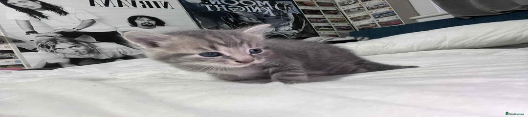 Mixed Breed Kitten 2