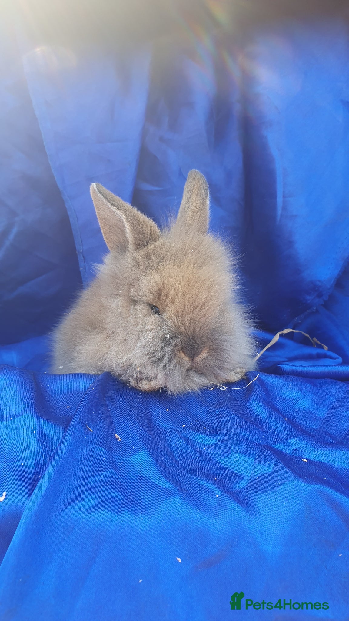 Netherland Dwarf rabbits Baby rabbits  - Advert 14