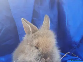 Netherland Dwarf rabbits Baby rabbits - Advert 14