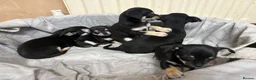 Mixed Breed dogs for sale: 🐶Chihuahua × Miniature Pinscher Puppies  - Advert 5
