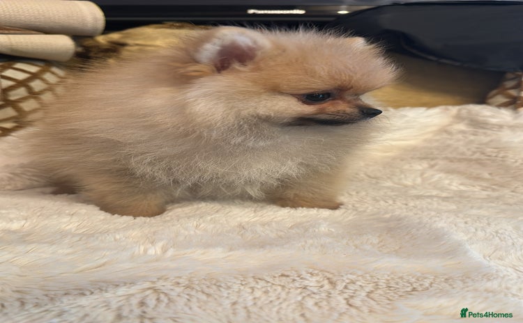 Pomeranian dogs - Advert 7