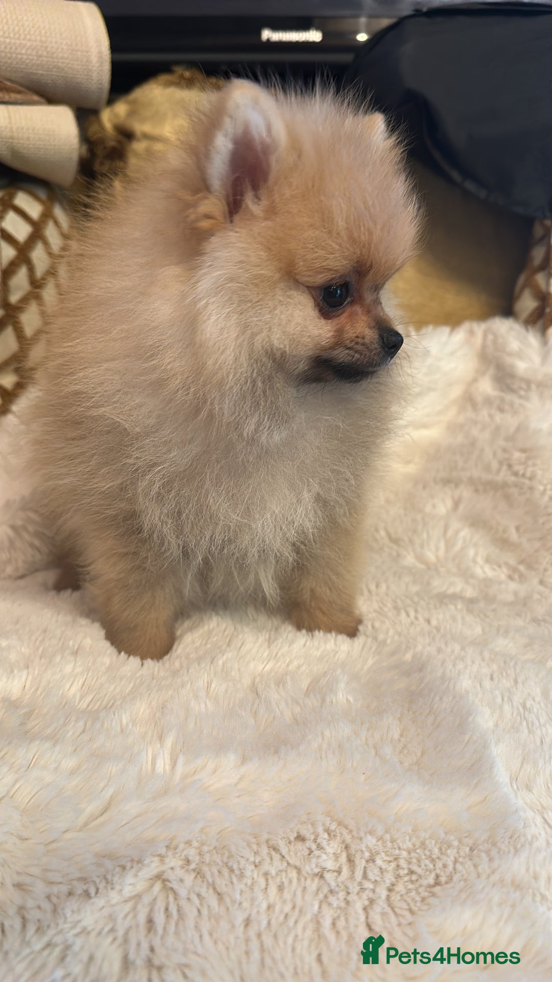 Pomeranian dogs for sale: Super tiny Pomeranian female - Image 1