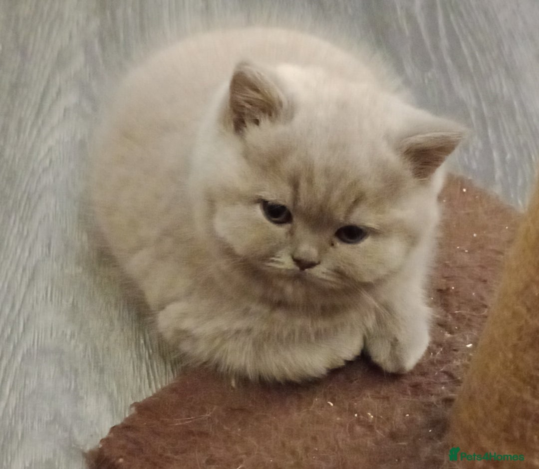 British Shorthair cats for sale: READY NOW Gccf Sally and Active GCCF STUD   - Image 5