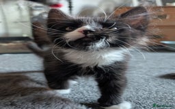 Maine Coon cats for sale: Maine Coon X kittens - Image 4