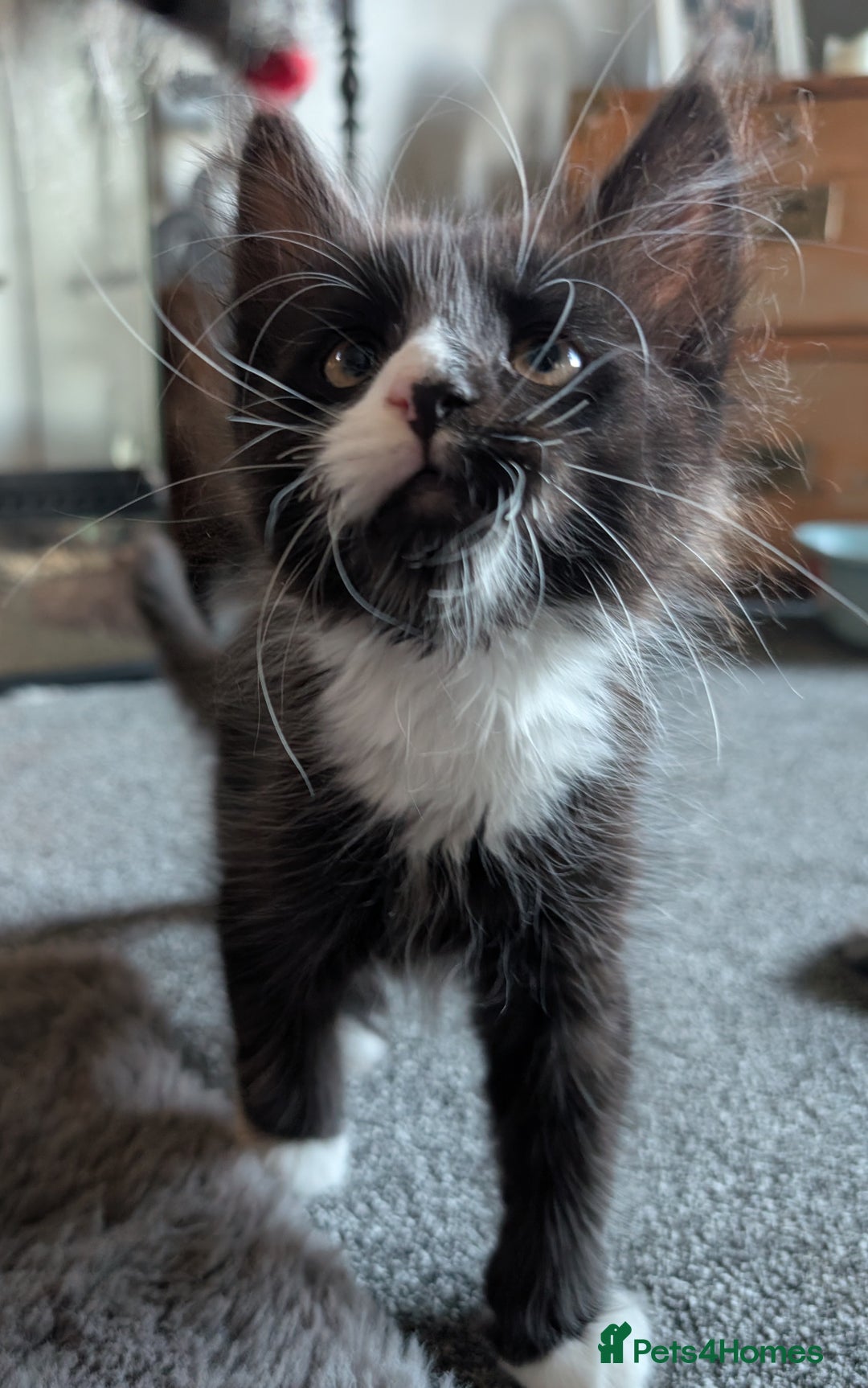 Maine Coon cats for sale: Maine Coon X kittens - Image 4