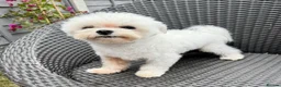 Maltese dogs for sale: FCI quality Maltese boy  - Advert 7