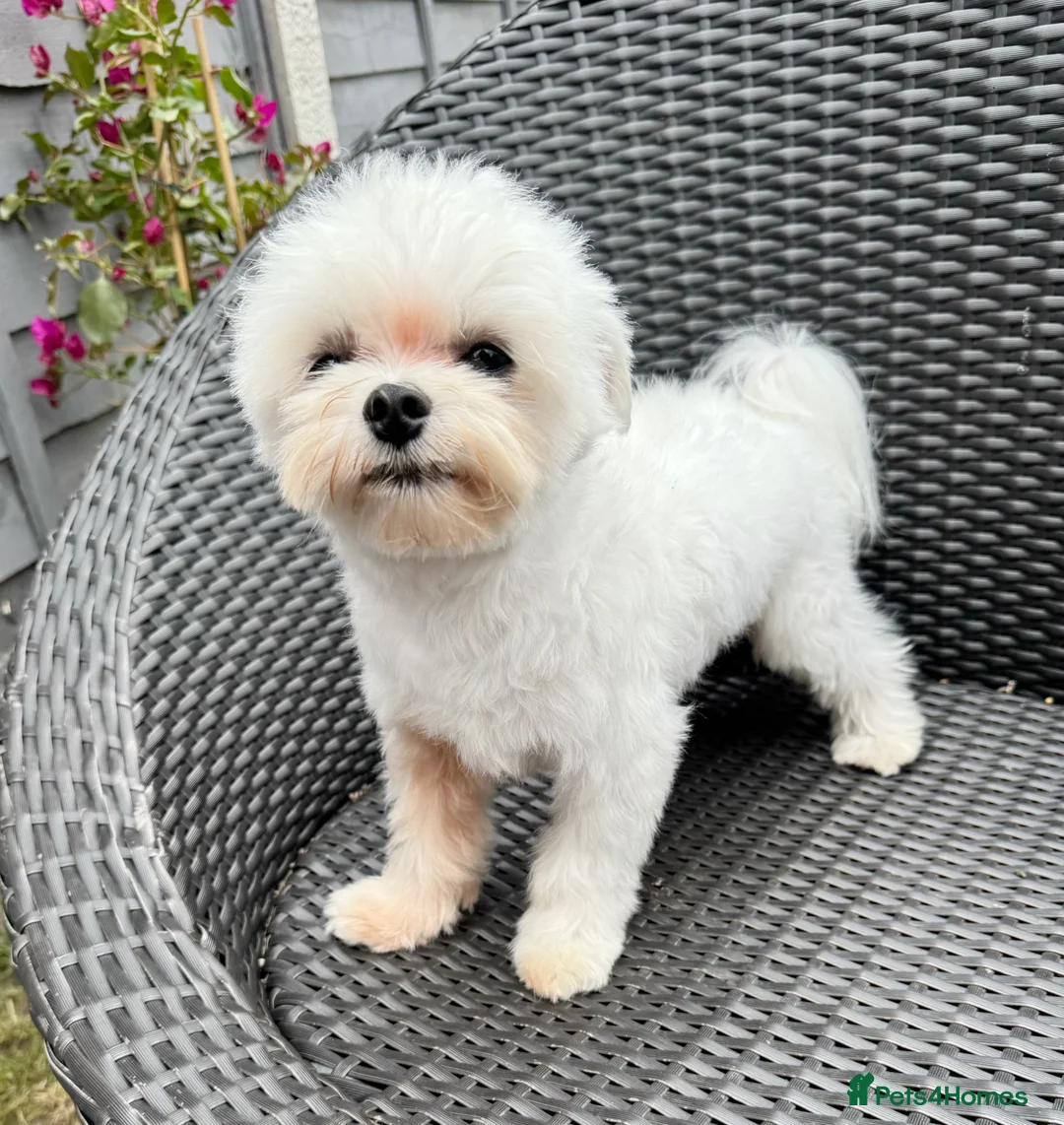 Maltese dogs for sale: FCI quality Maltese boy  - Advert 7