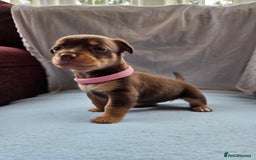 Mixed Breed dogs for sale: Beautiful Jack Russell x Chihuahua Puppies  - Image 3