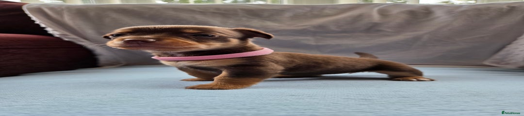 Pink Collar Girl