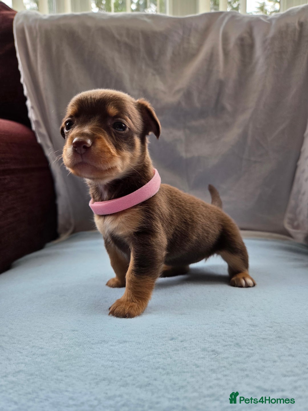Mixed Breed dogs for sale: Beautiful Jack Russell x Chihuahua Puppies  - Image 3