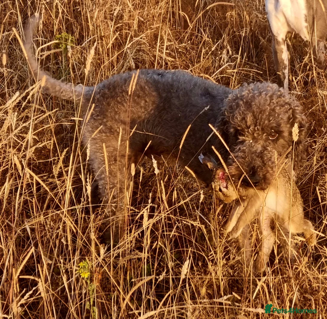 Bedlington Terrier dogs for stud: Dark Blue Bedlington terrier for stud CT clear   - Advert 2