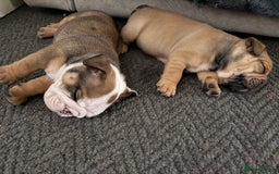 English Bulldog dogs for sale: Traditional English Bulldog Puppies  - Image 13