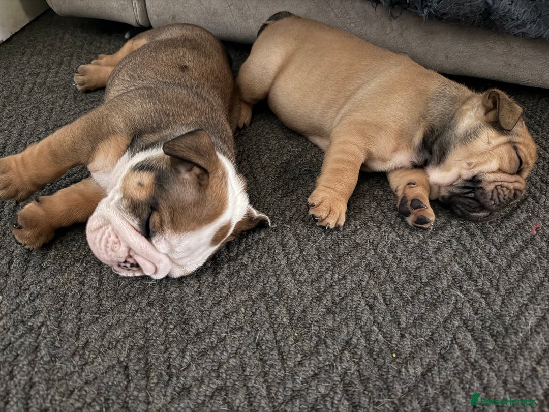 English Bulldog dogs for sale: Traditional English Bulldog Puppies  - Image 13
