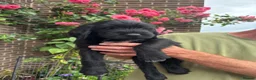 Mixed Breed dogs for sale: Wire hair pointer x lab - Advert 7
