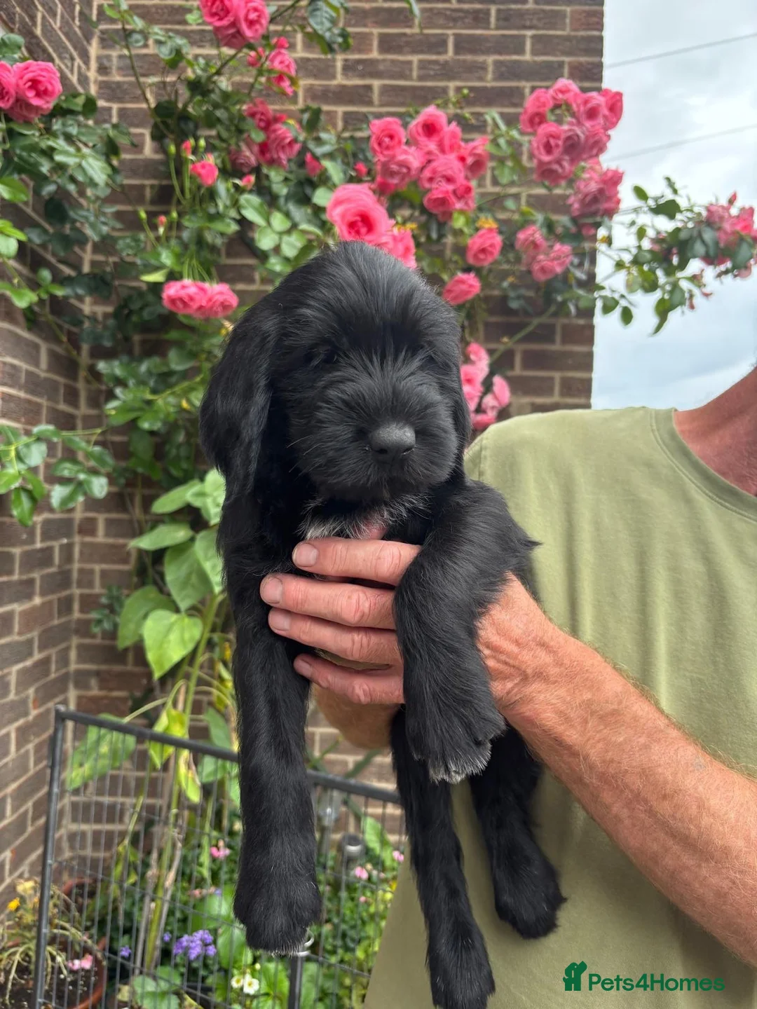 Mixed Breed dogs for sale: Wire hair pointer x lab - Advert 7