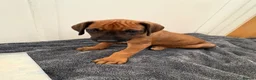 Rhodesian Ridgeback dogs for sale: Rhodesian Ridgeback puppies in Walsall - Advert 9