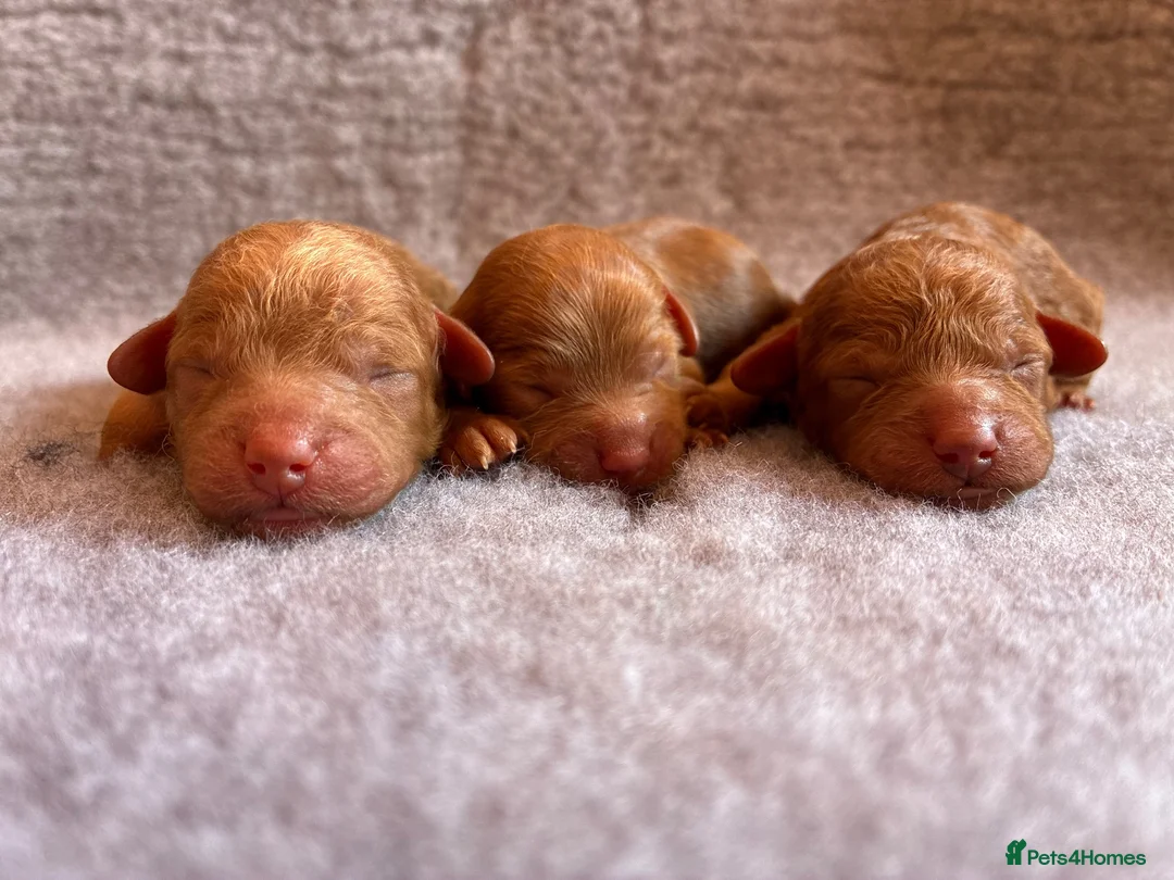 Cavapoo dogs for sale: MAHOGANY RED CAVAPOO PUPS  - Advert 1