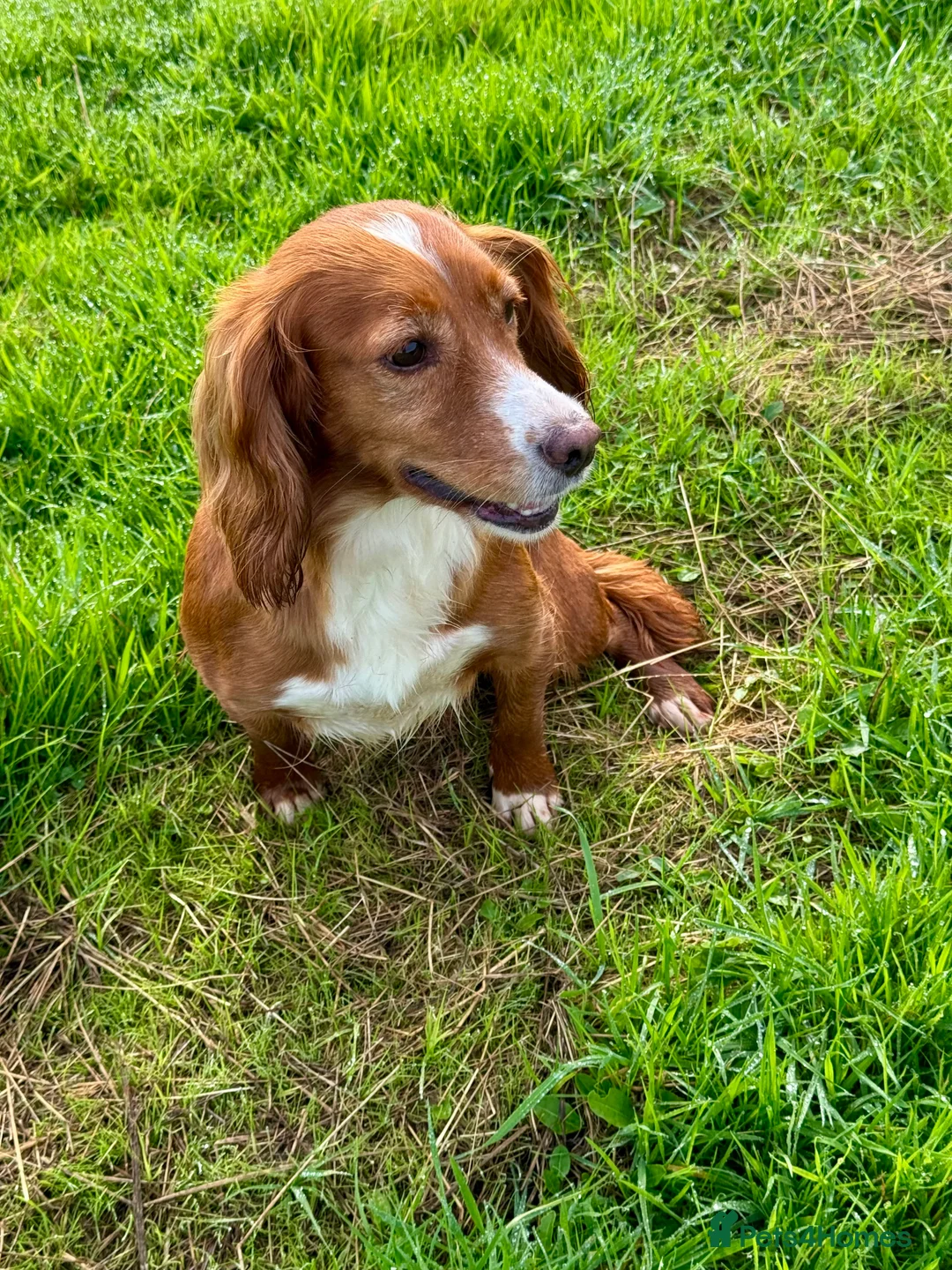Cocker Spaniel dogs for sale: Beautiful Amber Working Cocker Spaniel  - Advert 4