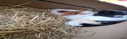 Guinea Pig rodents for sale: Guinea pigs and full set up - Advert 2